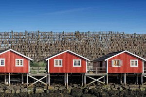 Stockfischgestelle in den Lofoten image-16324
